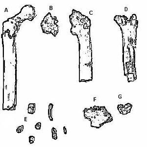 Image: Orrorin tugenensis fossils
