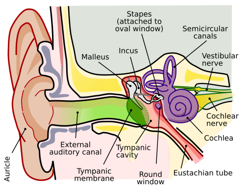 File:Anatomy of the Human Ear.svg