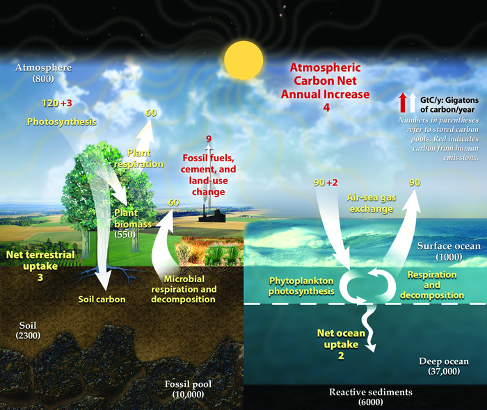 Diagram of some important parts of the carbon cycle, showing the movement of carbon between land, atmosphere, and oceans. Yellow numbers are natural fluxes, and red are human contributions in gigatons of carbon per year. White numbers indicate stored carbon