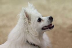 800px-American Eskimo Dog portrait.jpg