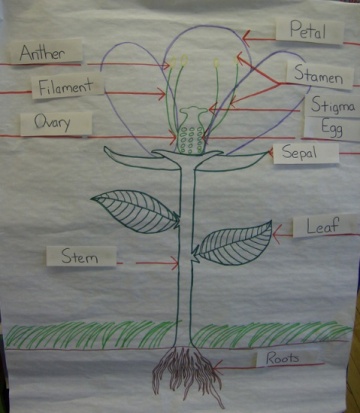 Plant Dissection - WikiEducator