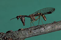 Mantispa spp. 0014250.jpg