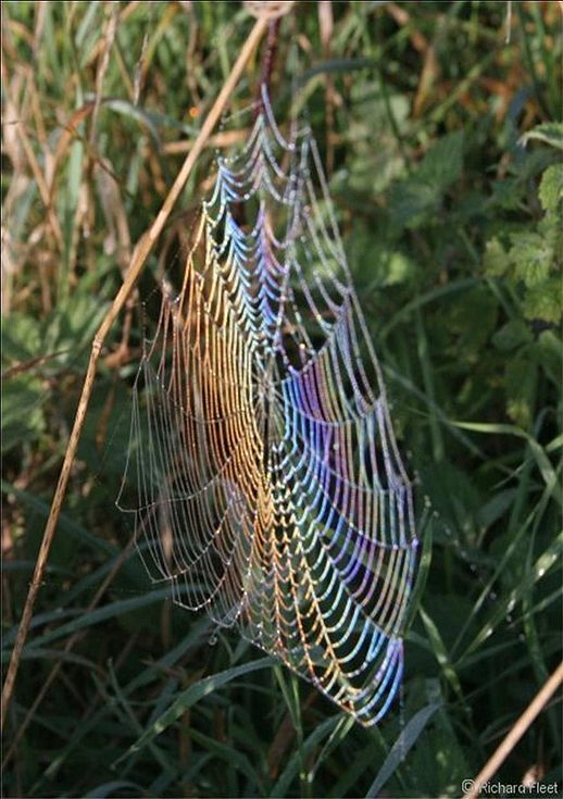 Dewbow on a spiderweb