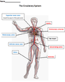 Teaching bio- the circulatory system.png