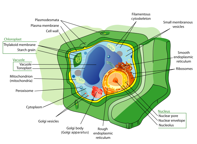 File:Plant cell structure-en.svg