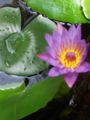 water lily in the morning