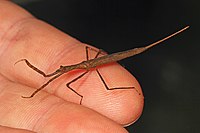 Water Scorpion - Ranatra species, Merrimac Farm Wildlife Management Area, Aden, Virginia.jpg