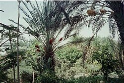 Galgala dates.jpg