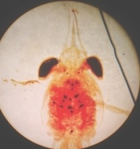 Arthro megalopa larva.jpg