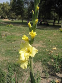 Gladiolus at Anthesis
