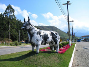 Cow z.jpg