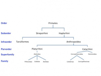 Image: Abbreviated Haplorhini classification