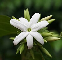 Jasmine flower.jpg