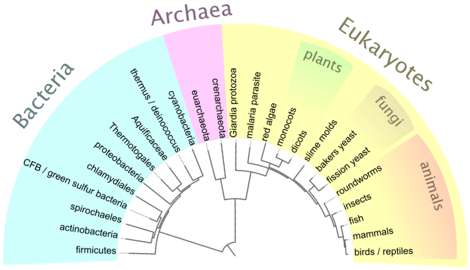 Image: Simplified phylogenetic tree