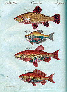 J.F.Bertuch-Goldfische.JPG