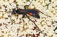 Spider Wasp, Federalsburg, Maryland.jpg