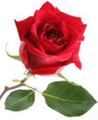 A Red Rose for all L4C4 Participants.