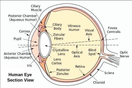 File:Eyesection.svg