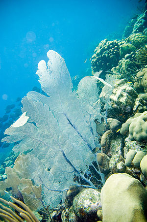 Common sea fan Gorgonia ventalina (4676539477)