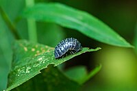 Pillbug (28509283724).jpg