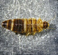 Scirtidae larvae habitus.jpg