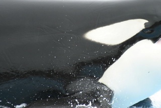 Part of killer whale.jpg
