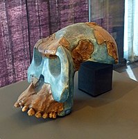 Image: Australopithecus garhi