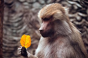 Image: Baboon examining a leaf