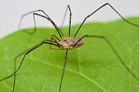 Harvestmen Close Macro.jpg