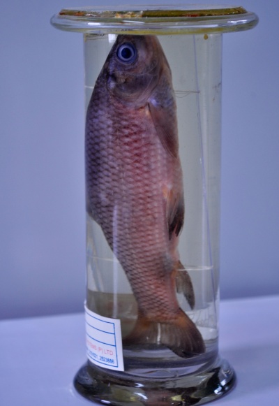Department of Zoology at ANDC/Zoology Museum/Museum specimens/Pisces ...