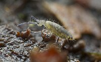 Springtail (14231557696).jpg