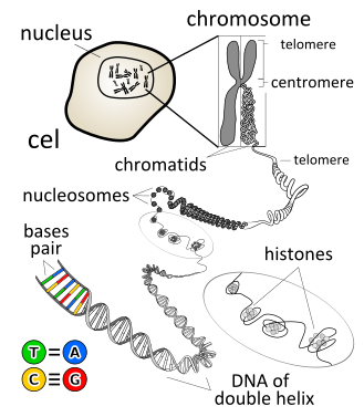 Chromosome en.svg