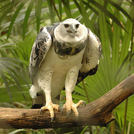 Harpia harpyja -Belize Zoo-8-3c.jpg