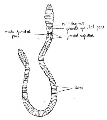 Earthworm labelled diagram.jpg